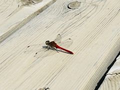 -野鸭湖国家湿地公园