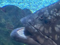 -烟台海昌鲸鲨海洋公园