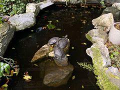 -谷咖啡·鲜花绿植花园餐厅