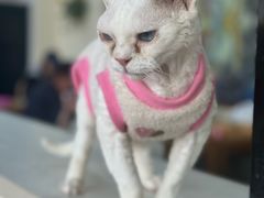 -猫小院猫主题餐厅(南锣旗舰店)