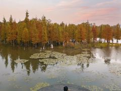 -白鹭湾湿地公园