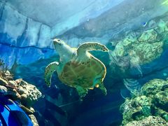 -上海海洋水族馆
