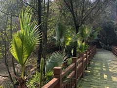 -铁山坪森林公园