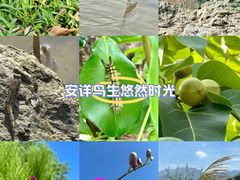 -华侨城湿地公园