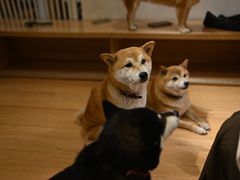 -是阿柴呀！柴犬咖啡·爱喵喵猫咖