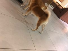 -柴务处·柴犬主题狗咖