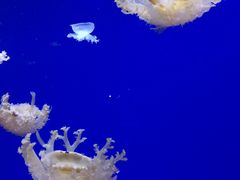 -芜湖新华联大白鲸海洋公园