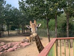 -大连森林动物园