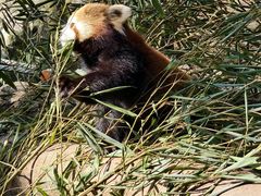 -都江堰中华大熊猫苑