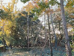 -上海佘山国家森林公园天马山园