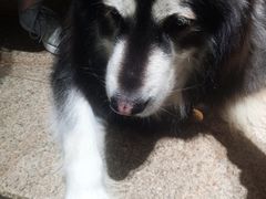 -more than meow吴止猫主题餐厅(承德 中船汇店)