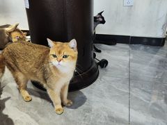 -猫小院猫主题餐厅(南锣旗舰店)