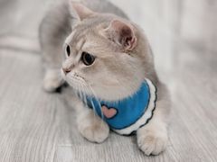 -东方名猫馆·英短金渐层布偶猫舍(环线广场1号楼店)