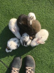 -萌宠亲子动物乐园(槐房万达店)