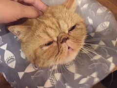 -猫友咖啡店(玉林西路店)