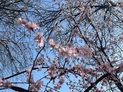 -桃花堤公园