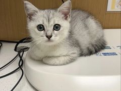 -瑞派康怡24h宠物医院·犬猫医疗中心·微创绝育(瑞景分院)