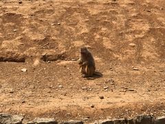 -石家庄市动物园