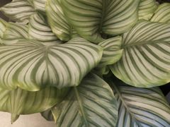 -静岸花卉园艺(三星坊店)