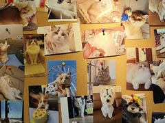 -翊宠yipet猫狗购宠庄园犬舍•猫舍