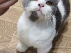 -猫色咖啡·猫咖