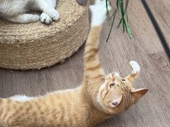 -有猫主题·治愈系猫咖(曾厝垵店)