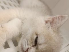 -lincat·猫舍(广州店)