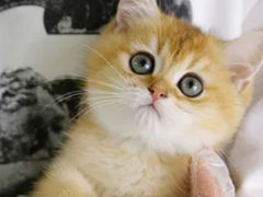 -lincat·猫舍(广州店)