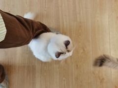 -有喵·猫咖·狗咖·30几只猫10只小狗(岗厦店)