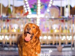 -超宠爱宠物摄影-Super pet