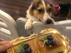 -柯斗斗主题餐厅·狗咖·围炉煮茶·茶饮(国瑞升平里店)