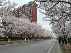 -高东镇樱花园