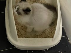 -lincat·猫舍(广州店)