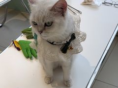 -怪兽屋·羊驼·猫咖·狗咖(俊华广场店)