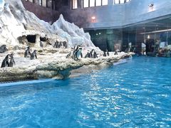 -帝企鹅自助餐厅•儿童岛•真企鹅(长隆企鹅酒店)