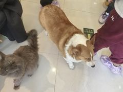 -平行世界·猫咖(首经贸店)