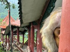 -黔灵山公园