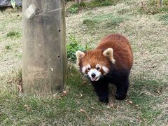 -灵玲国际马戏城