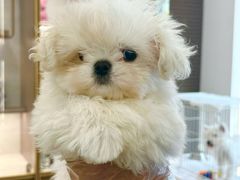 -翊宠yipet猫狗购宠庄园犬舍•猫舍