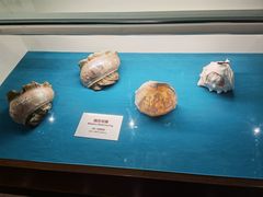 -青岛贝壳博物馆