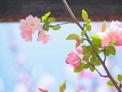 -高东镇樱花园