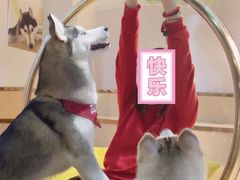 -Husky Go! 哈士奇体验馆·宠物咖啡厅狗咖