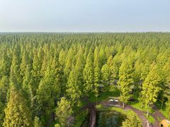 -黄海国家森林公园