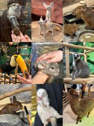 -Zoolung Zoolung动物主题公园(海信广场店)