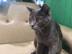 -藏猫猫咖啡主题馆(中央大道店)