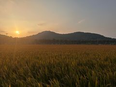 -上海佘山国家森林公园天马山园