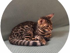 -猫爪屋猫咖(乐汇城店)