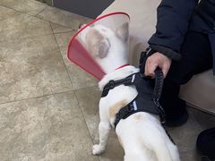 -美联众合动物医院·24h转诊中心