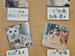 -楼上猫咖(罗湖店)