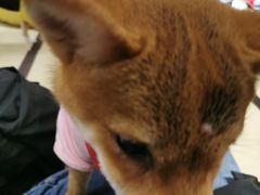 -逗柴咖啡屋·狗咖猫咖宠物桌游